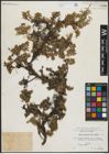 Foto von Salix serpyllifolia Scop.